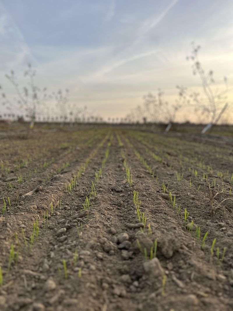Oats Add Organic Matter Before Winter Cold Sets In