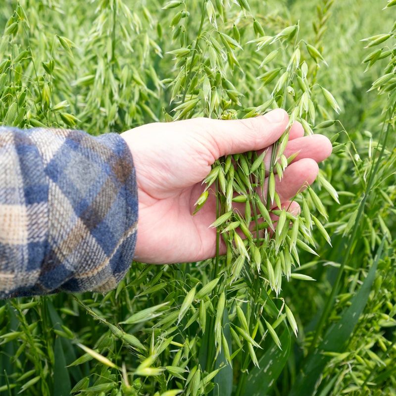 Oats Can Provide Quick Fall Cover Oats Can Provide Quick Fall Cover