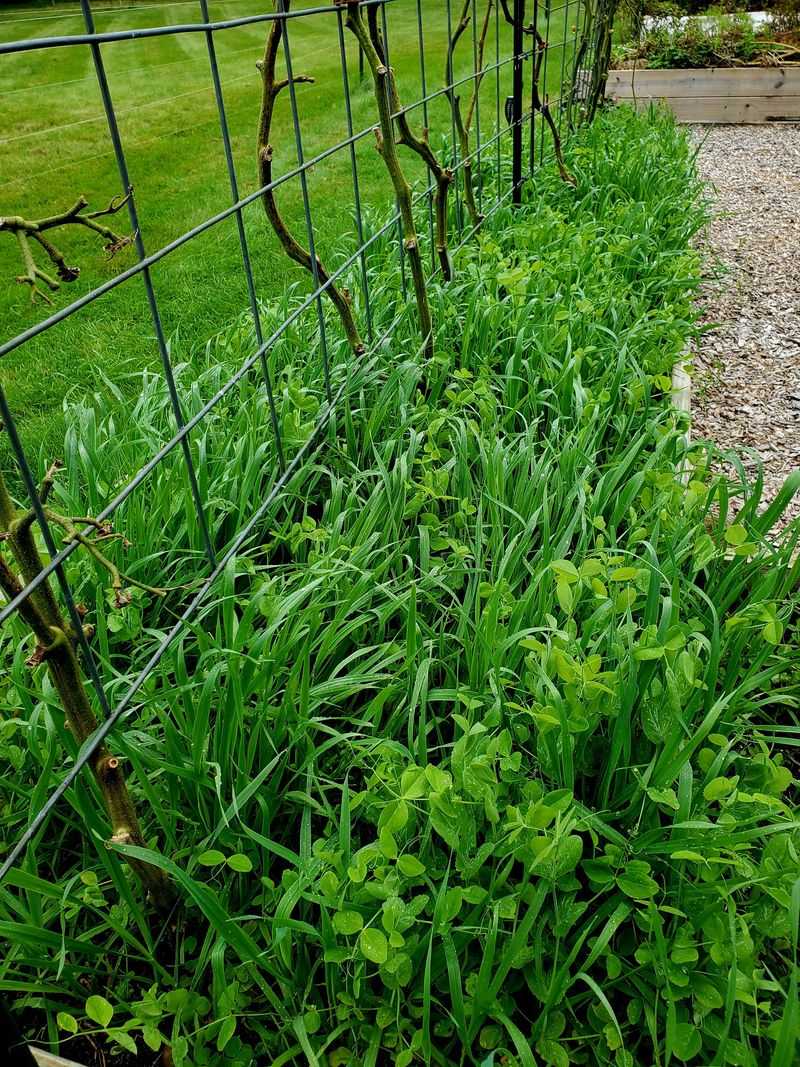 Oats Establish Quickly In Cooler Weather
