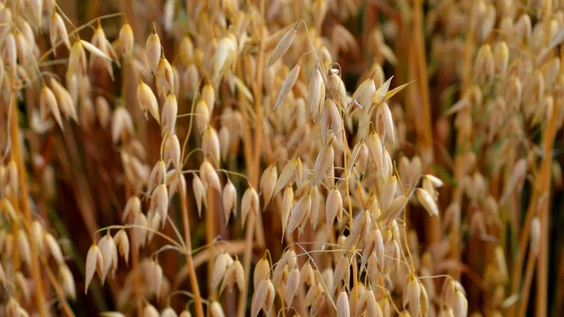 Oats Oats