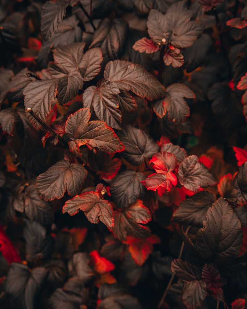 Obsidian Coral Bells For Shady Corners Obsidian Coral Bells For Shady Corners