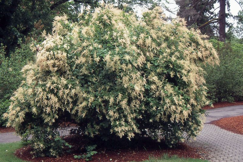 Oceanspray (Holodiscus discolor) Oceanspray (Holodiscus discolor)