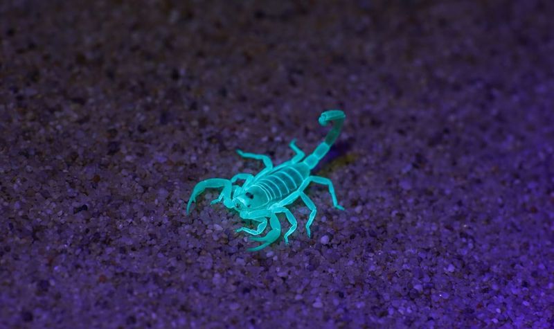 October Can Bring Activity, but It Is Not a Proven Baby-Scorpion Peak October Can Bring Activity, but It Is Not a Proven Baby-Scorpion Peak