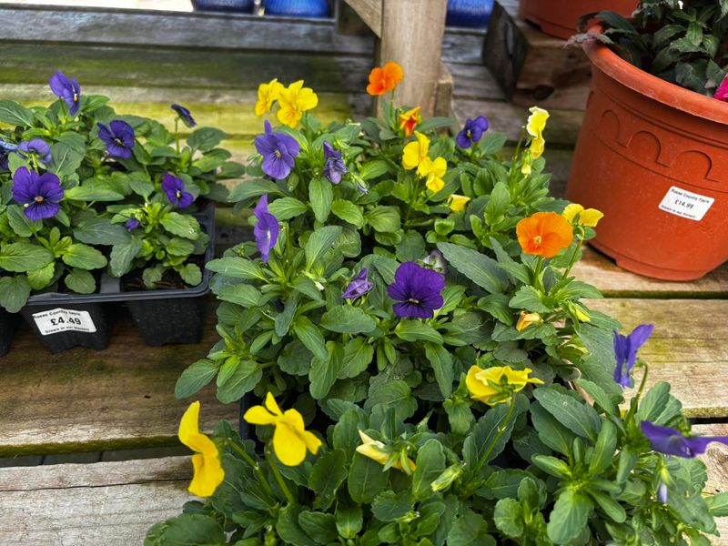 October Does Not Mean Every Pansy Is Ready For Planting October Does Not Mean Every Pansy Is Ready For Planting