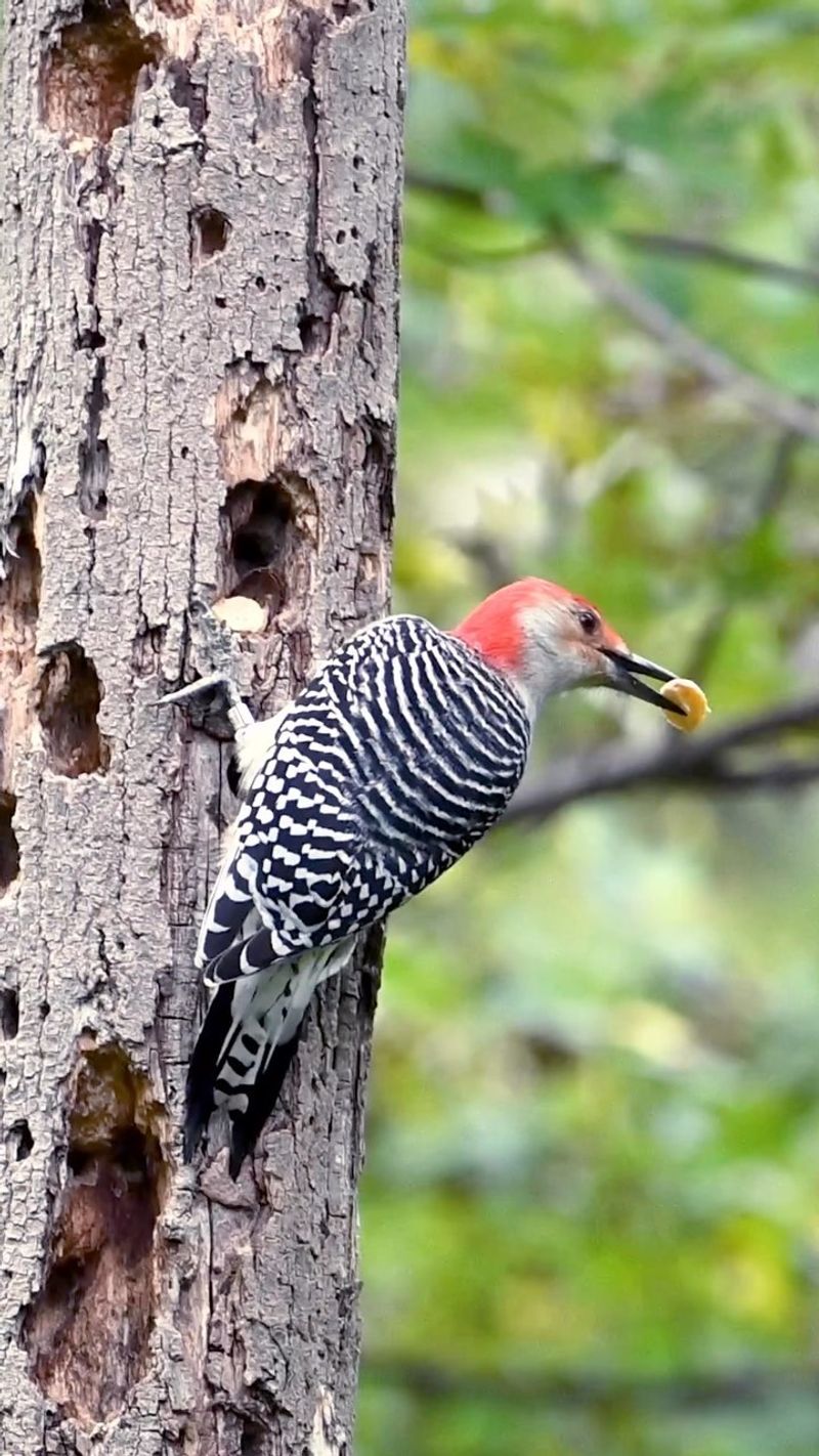 October Food Storage Season Hits North Carolina Birds