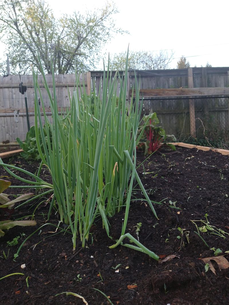 October Gives Green Onions Time To Establish Before Winter