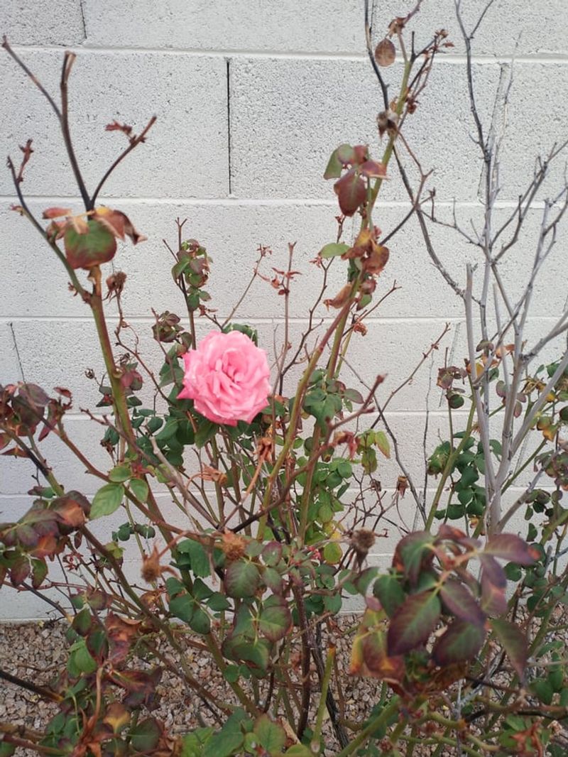 October Is A Good Time To Look Beneath Your Roses October Is A Good Time To Look Beneath Your Roses
