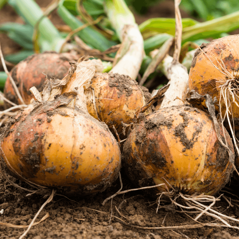 October Is Prime Time For Planting Sweet Onions October Is Prime Time For Planting Sweet Onions
