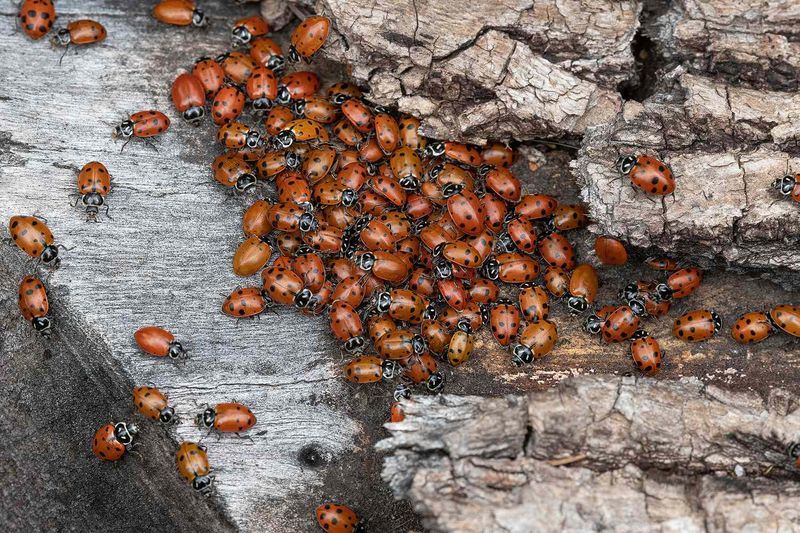 October Sun Drives Asian Lady Beetles Toward Homes