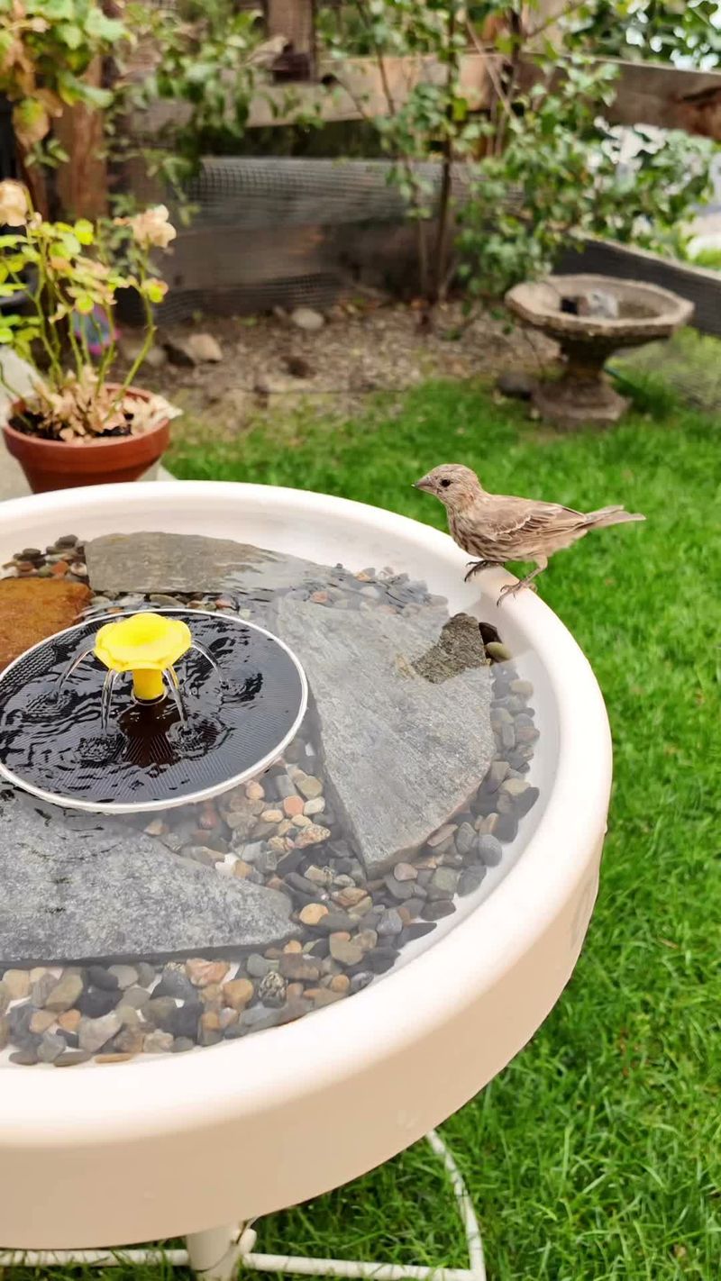 Offer Arizona Water Only With Daily Maintenance