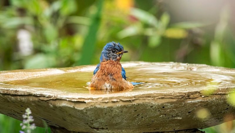 Offer Clean Water Near Natural Cover