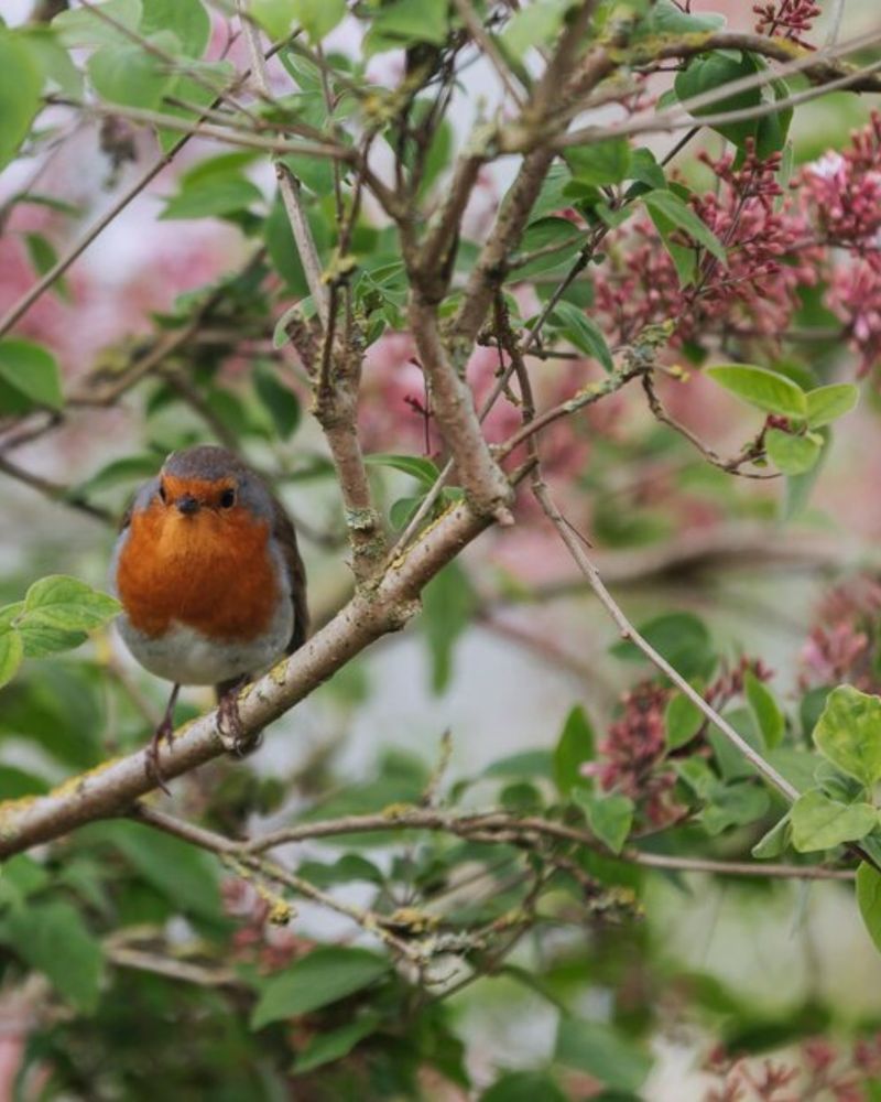 Offer Different Foods For Different Birds Offer Different Foods For Different Birds