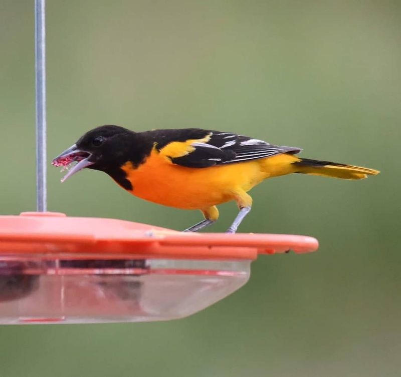 Offer Grape Jelly Where Orioles Can Find It Easily