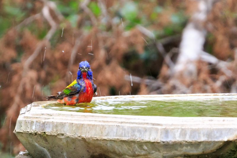 Offer Water Where Birds Can See Approaching Predators Offer Water Where Birds Can See Approaching Predators