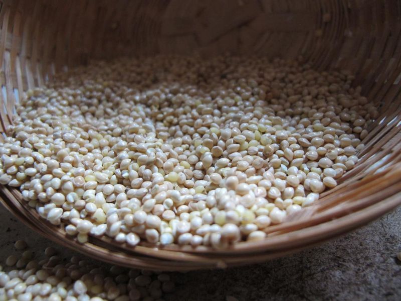 Offer White Proso Millet Near Dense Cover Offer White Proso Millet Near Dense Cover