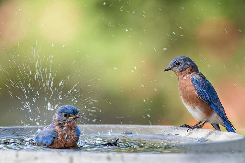 Offer water and mealworms only with a maintenance plan