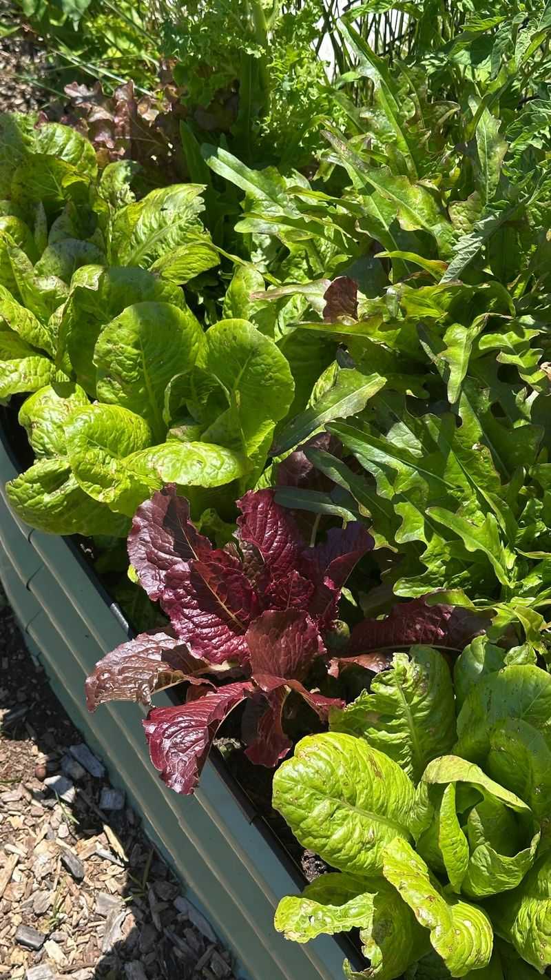 Often Overshadowed By Better-Known Fall Favorites
