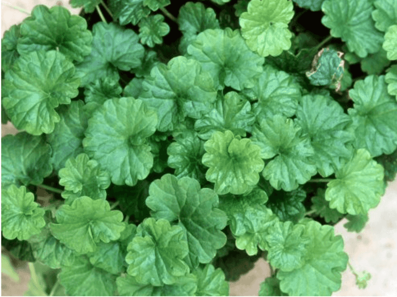 Ohio Plants Pull Food Down To Their Roots In October Ohio Plants Pull Food Down To Their Roots In October