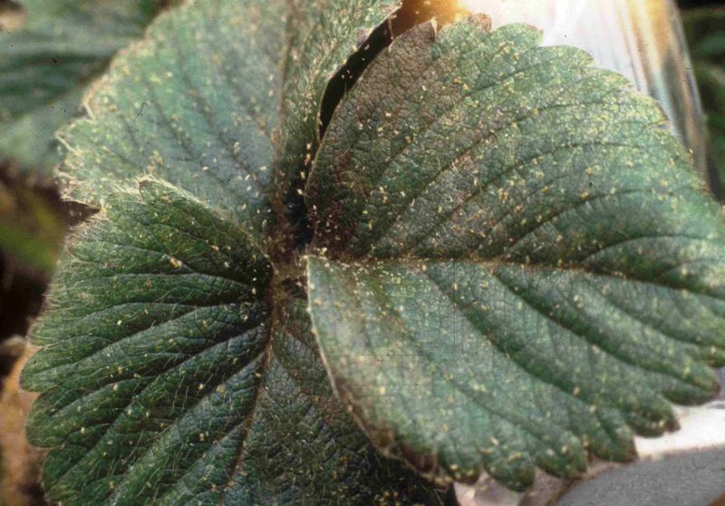 Ohio Plants That Freckle Earliest In September