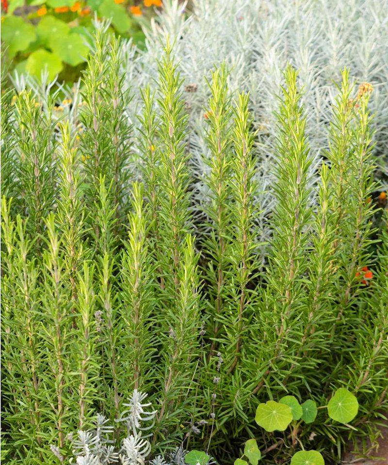 Oily Foliage Burns Even When Green Oily Foliage Burns Even When Green