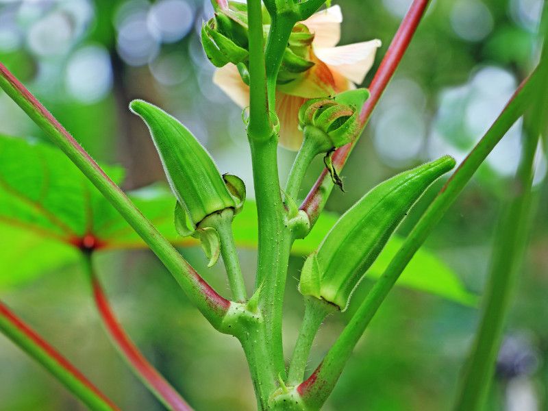 Okra