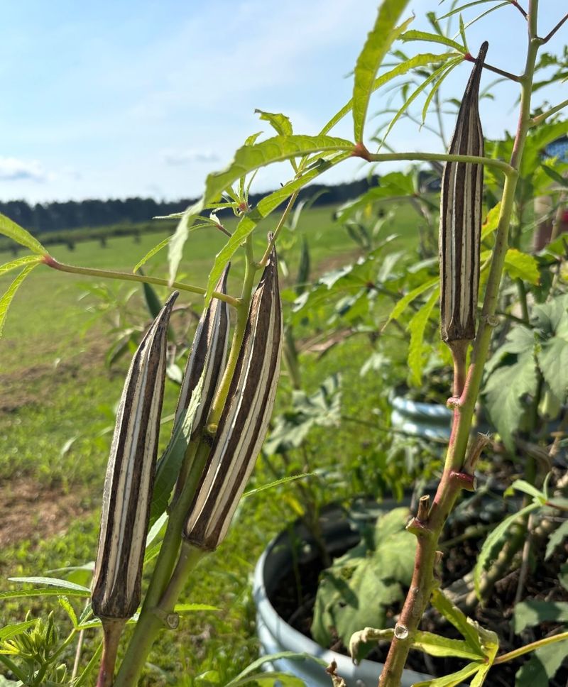 Okra Pods Turn Into Nature's Rattles