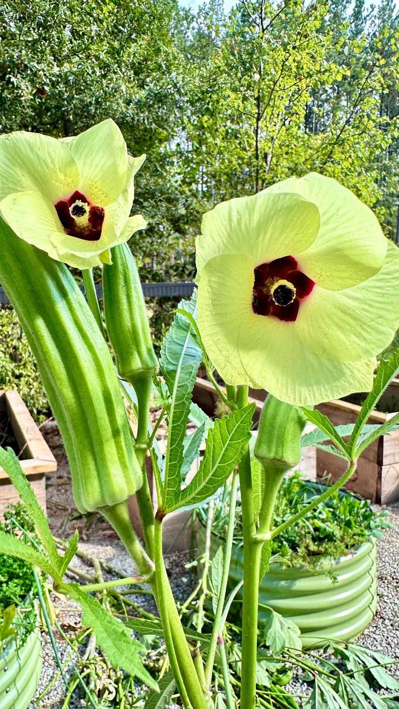 Okra