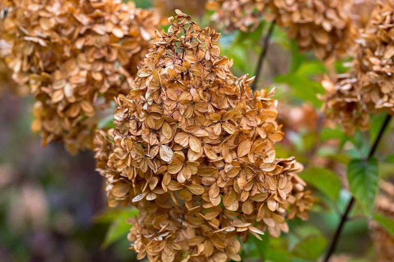Old Flower Heads Can Protect New Buds Old Flower Heads Can Protect New Buds
