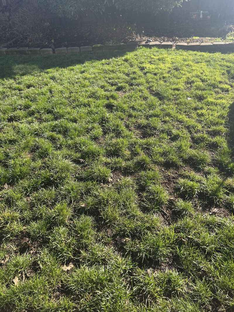 Old Grass Can Crowd Out New Seed Old Grass Can Crowd Out New Seed