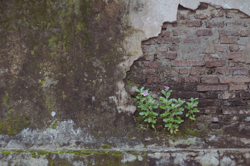 Old Habits Bring Them Back To The Same Walls Old Habits Bring Them Back To The Same Walls