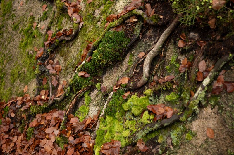 Old Leaves And Mushy Roots Become A Buffet