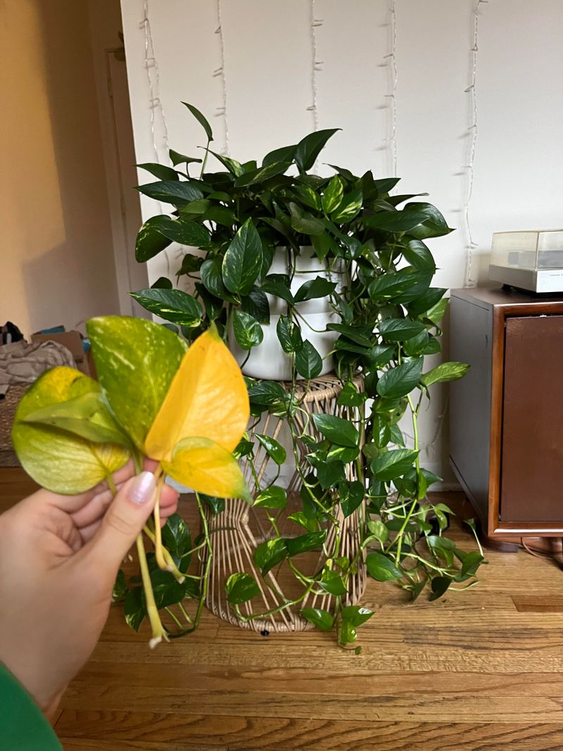 Old Leaves Are Taking Early Retirement