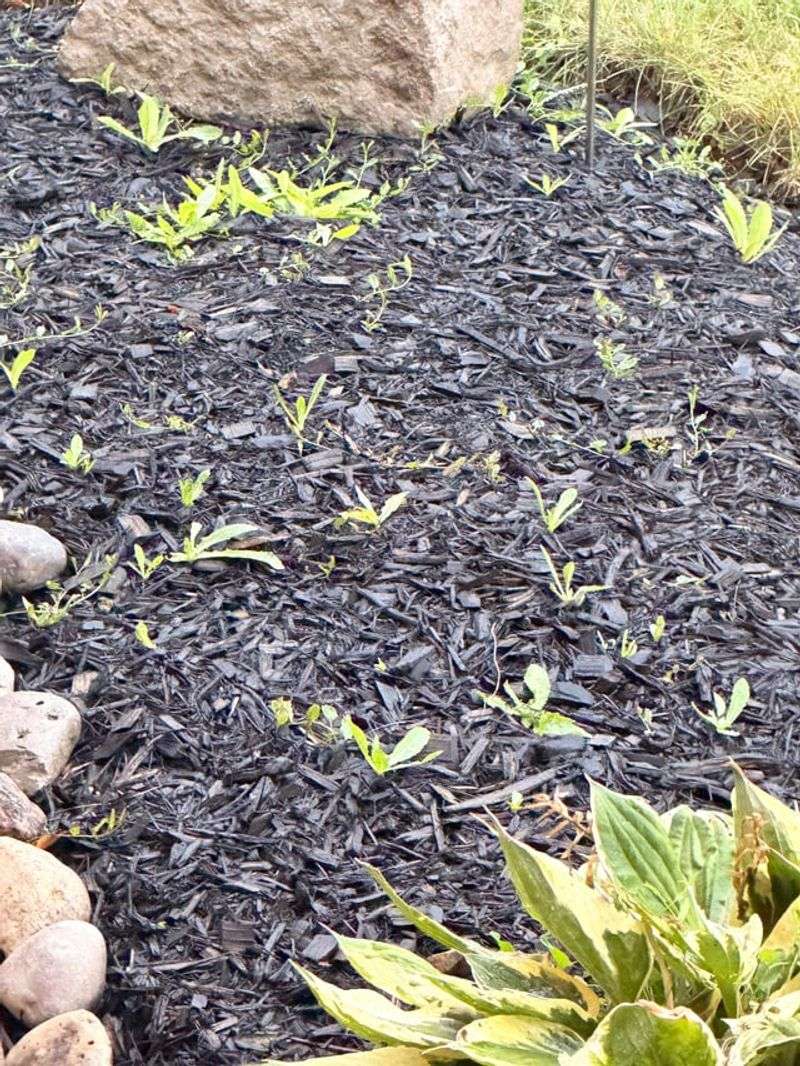 Old Mulch Can Become A Place For New Growth Old Mulch Can Become A Place For New Growth