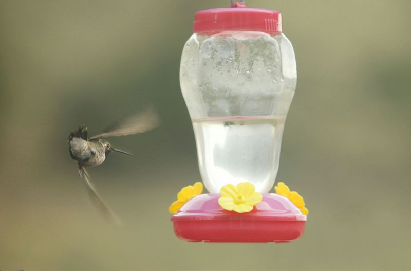 Old Nectar Can Become A Problem Quickly