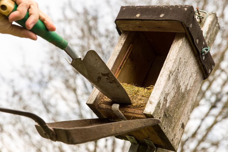 Old Nest Material Can Be Removed Safely