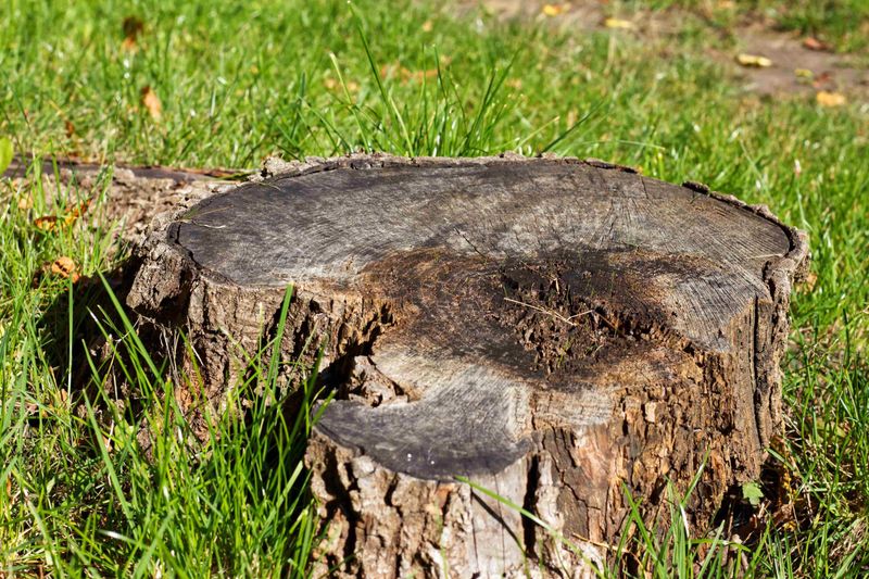 Old Stumps Can Hide More Problems Than They Show Old Stumps Can Hide More Problems Than They Show