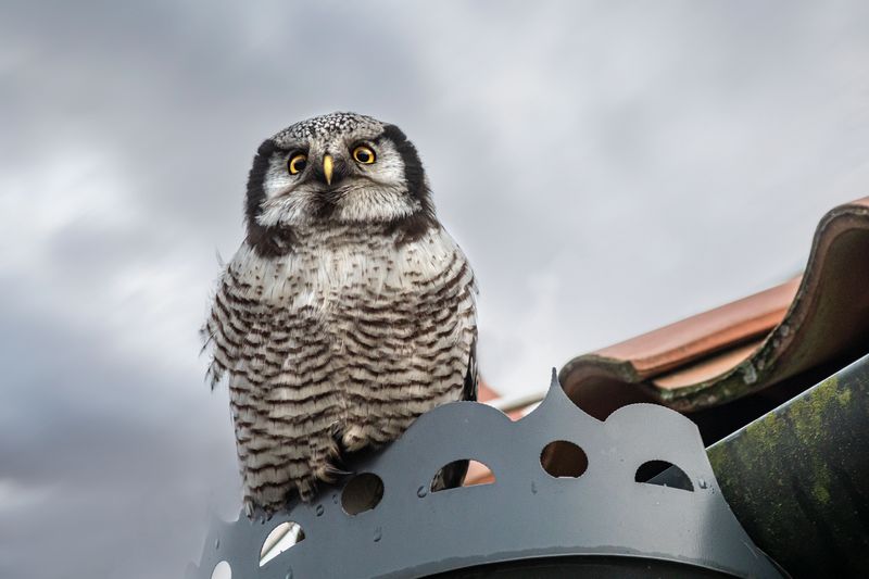 Old Superstitions And The Mistake Of Chasing Owls Away Old Superstitions And The Mistake Of Chasing Owls Away