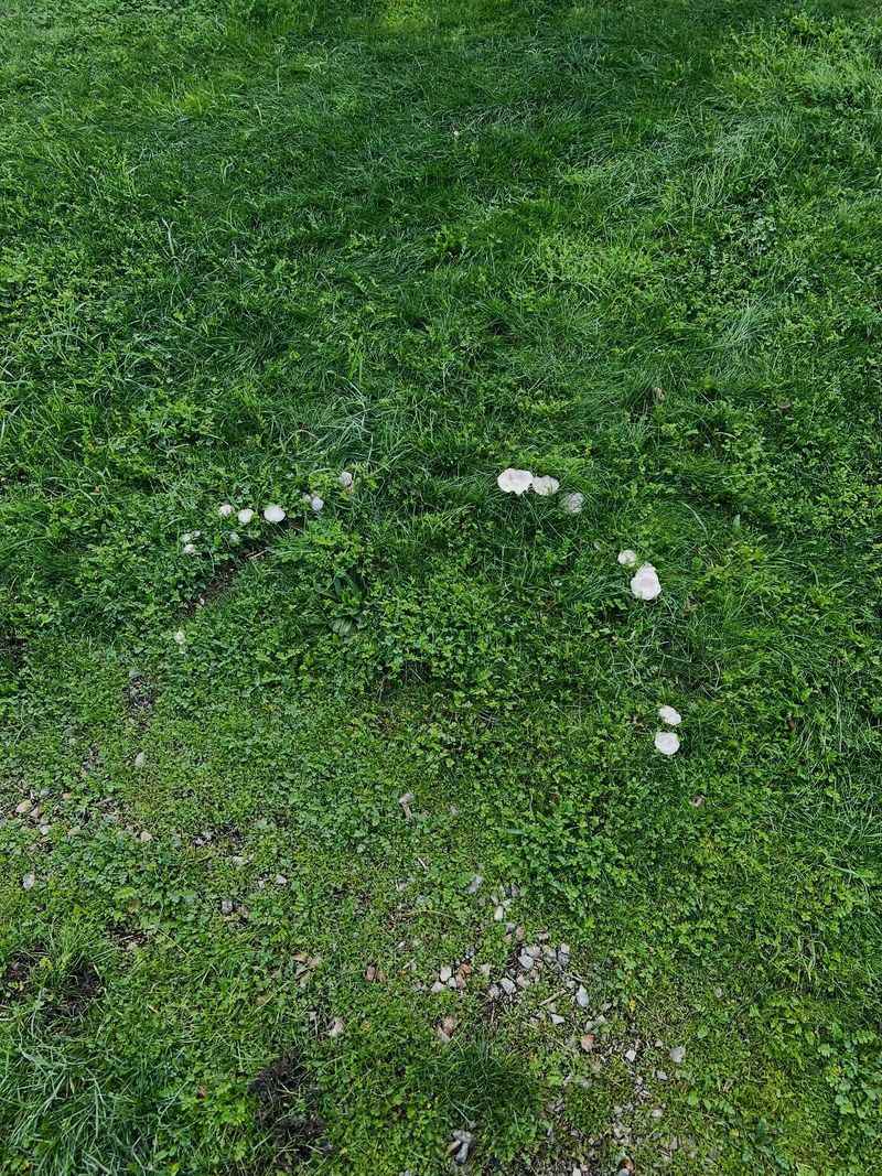 Old Tree Roots And Buried Wood Feeding The Circle
