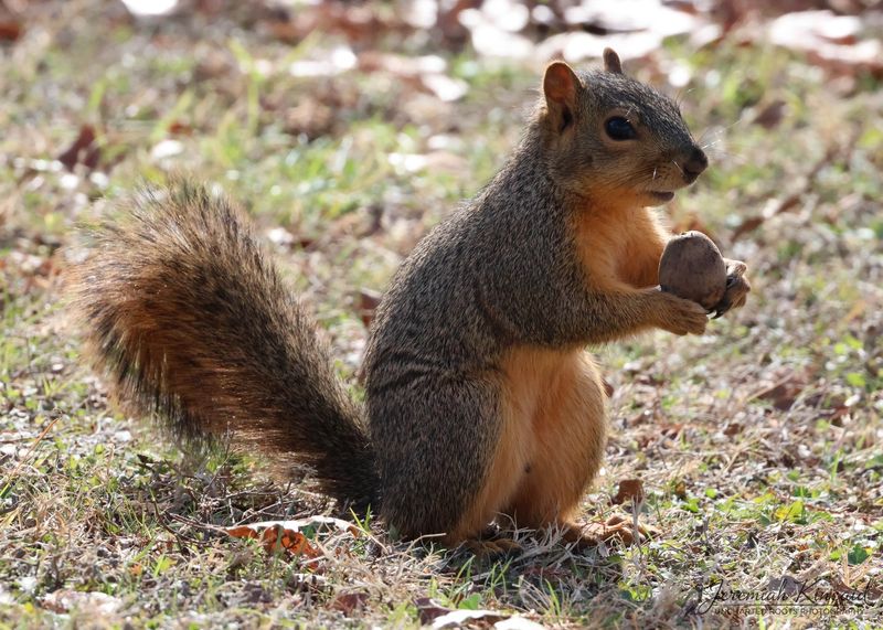 Old Weather Sayings Behind Busy Squirrels