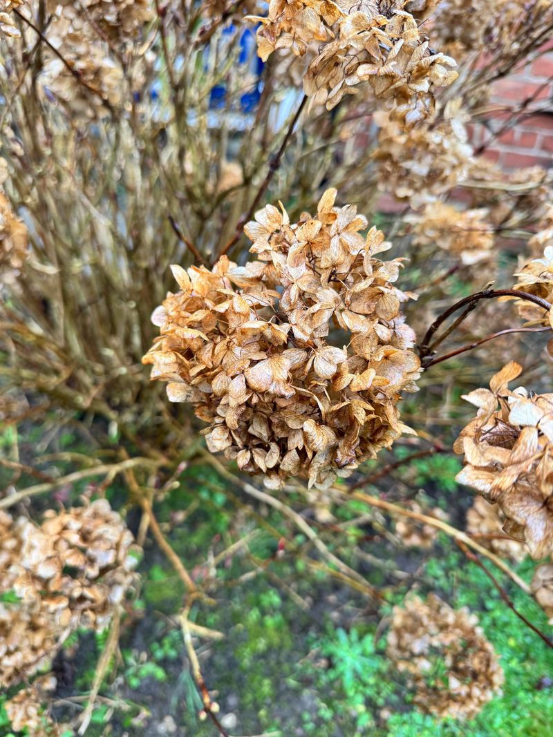 Old Wood Hydrangeas Are Better Pruned After They Finish Flowering