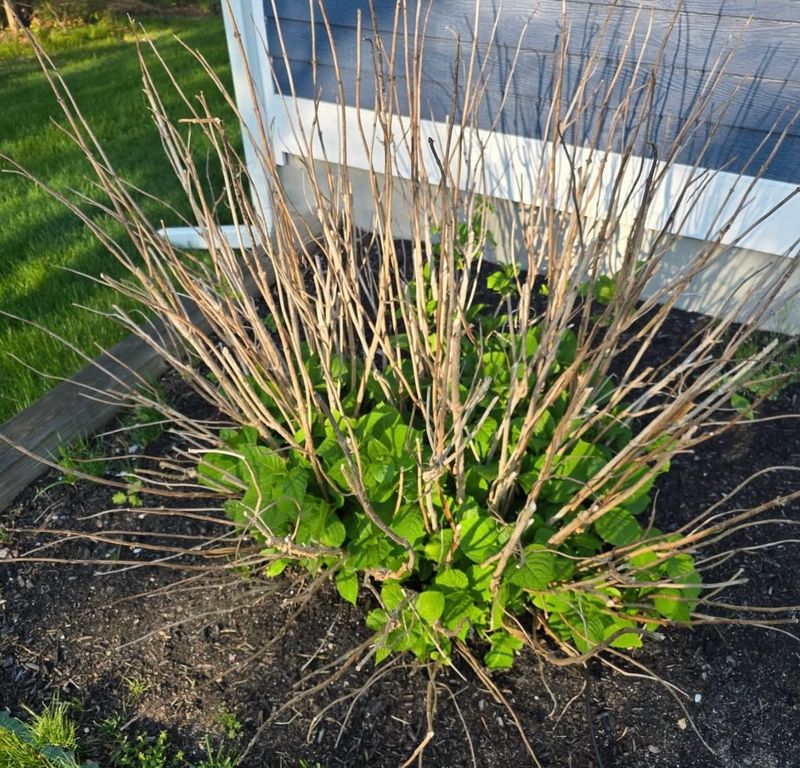 Old Wood Hydrangeas Carry Their Flowers Through Winter
