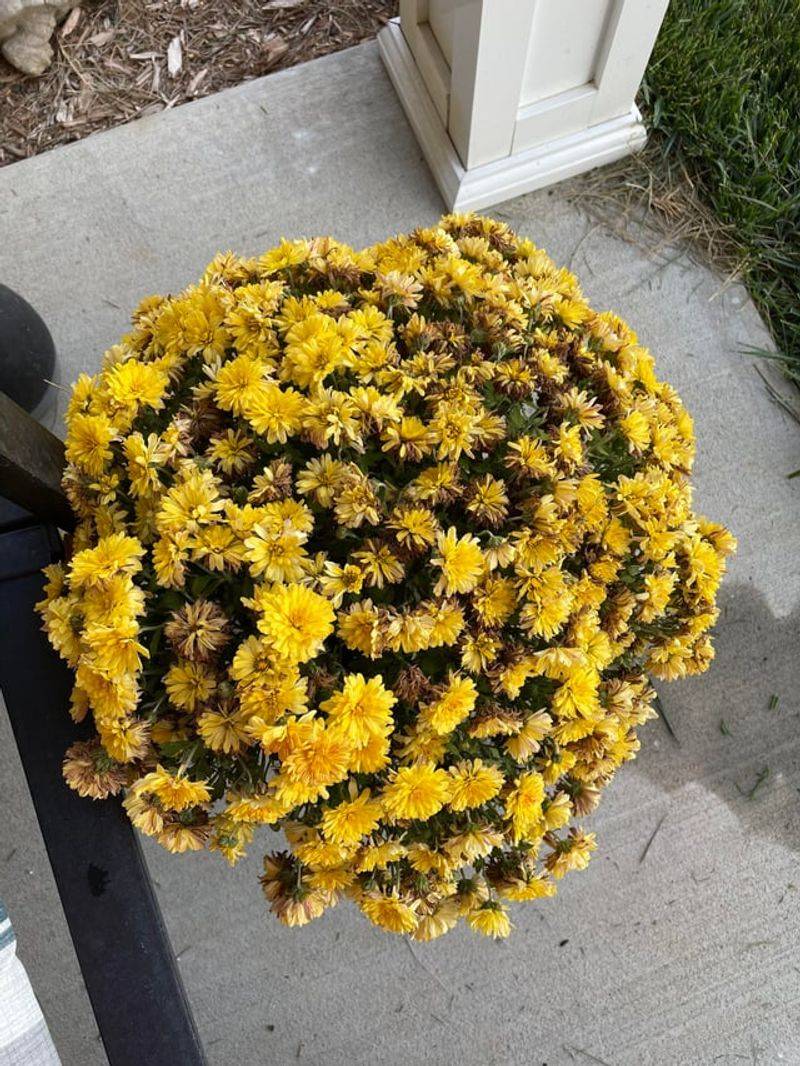 Older Blooms Naturally Fade