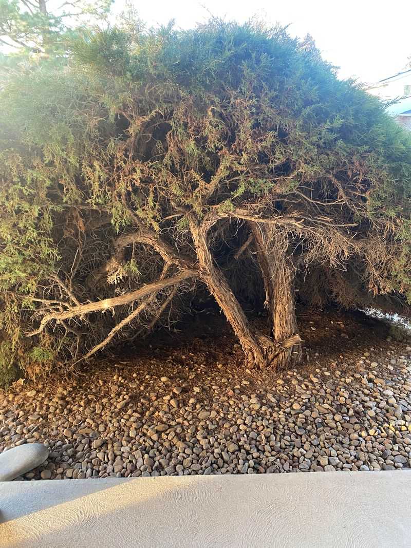 Older Junipers Can Hide Plenty Of Dry Growth