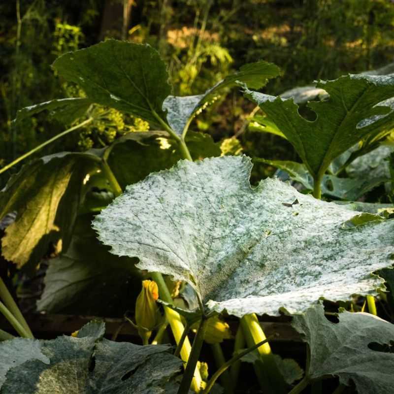 Older Leaves And Crowded Plants Show It First