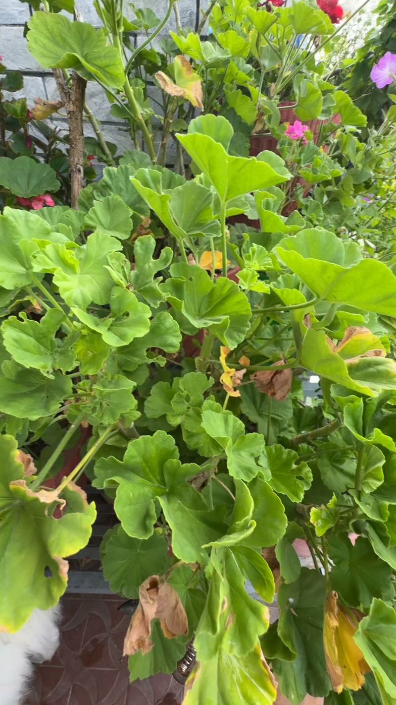 Older Leaves Naturally Turn Yellow Older Leaves Naturally Turn Yellow