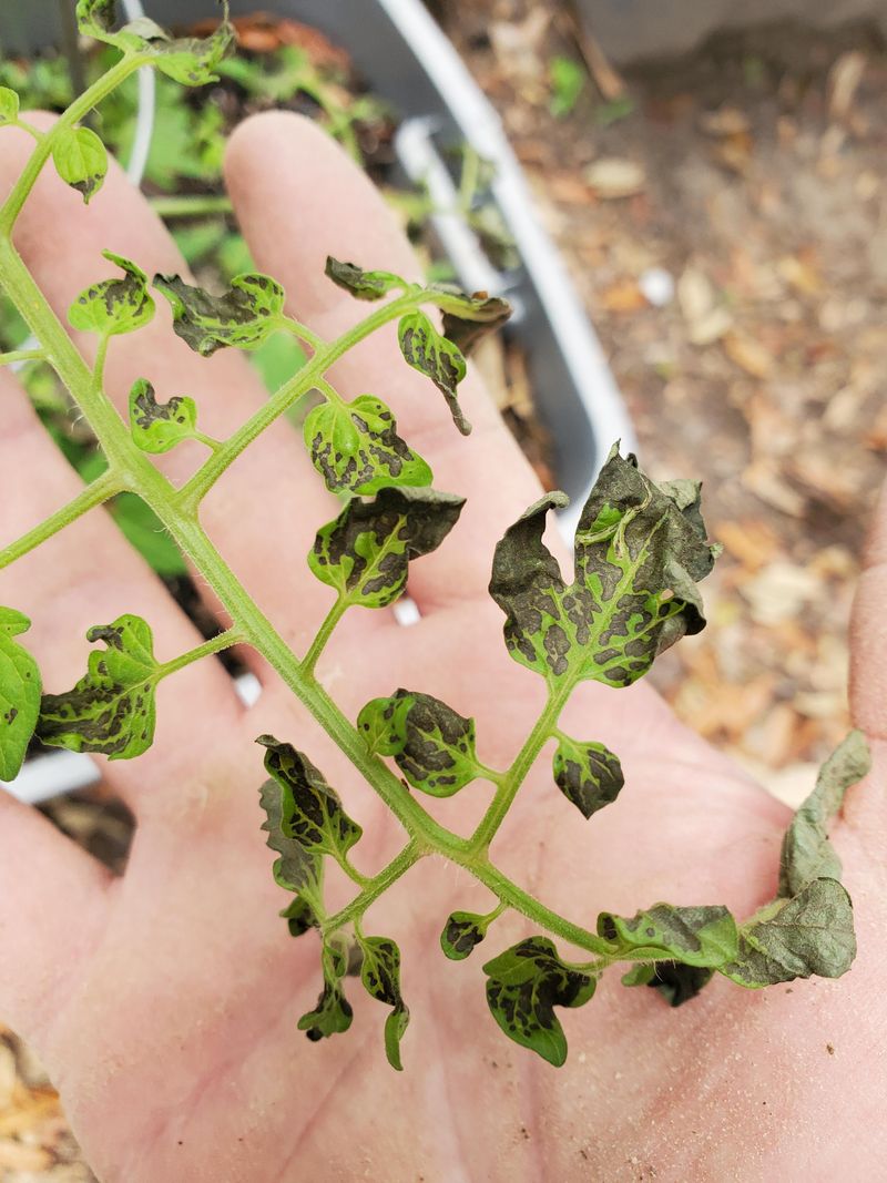 Older Plants Often Carry Hidden Disease Older Plants Often Carry Hidden Disease