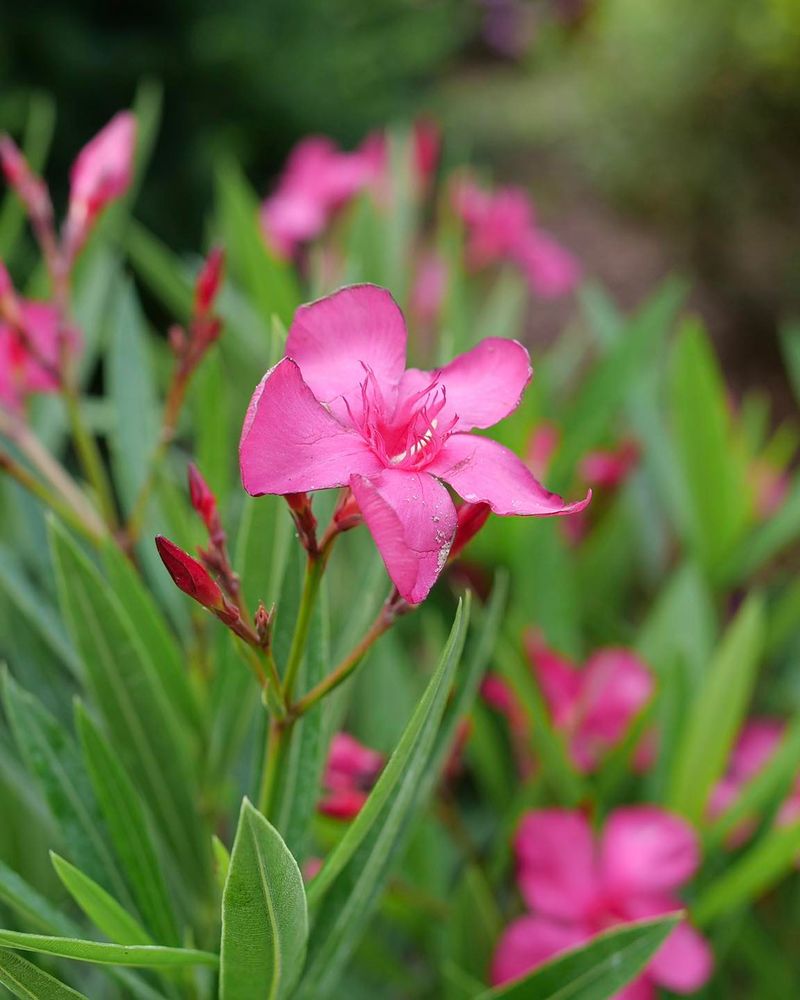 Oleander
