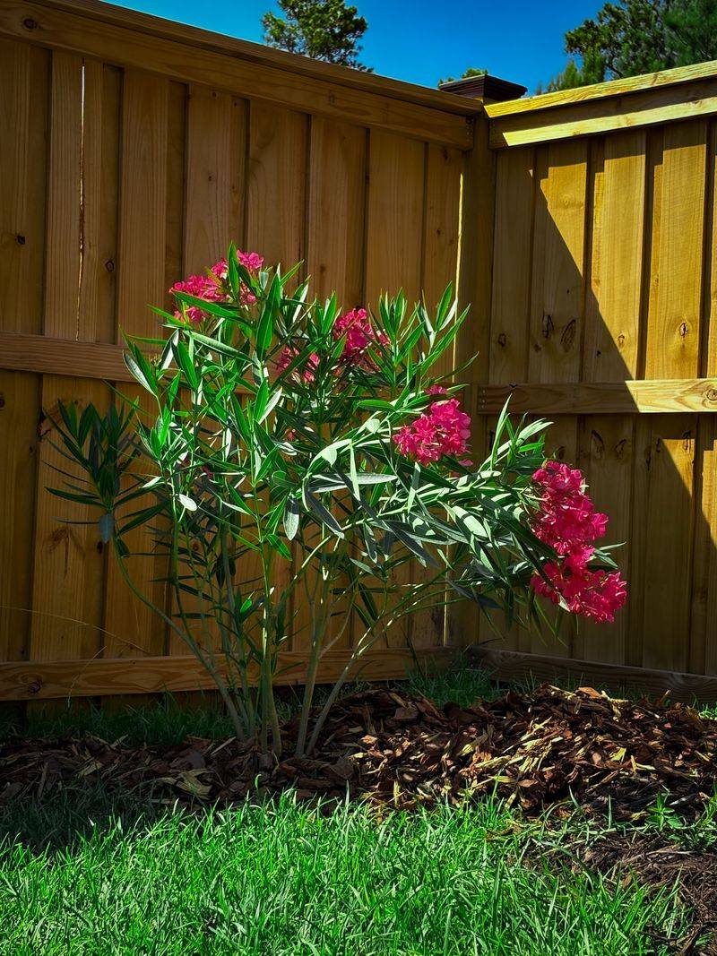 Oleander