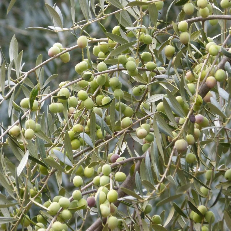 Olive (Fruiting Varieties)