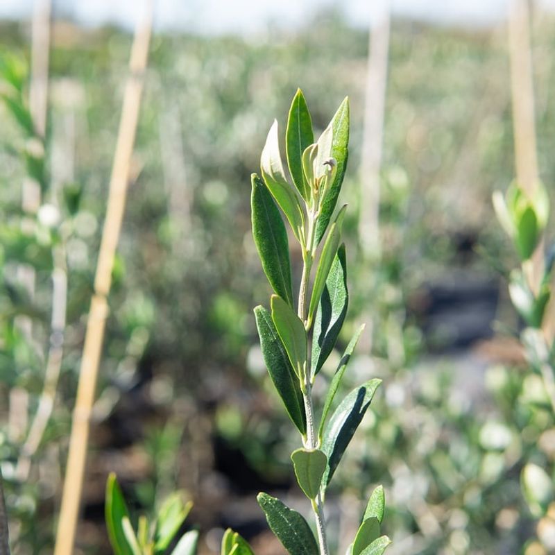 Olive Trees